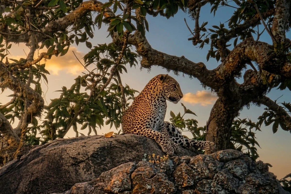 3-4 Hour Udawalawa Safari image 1