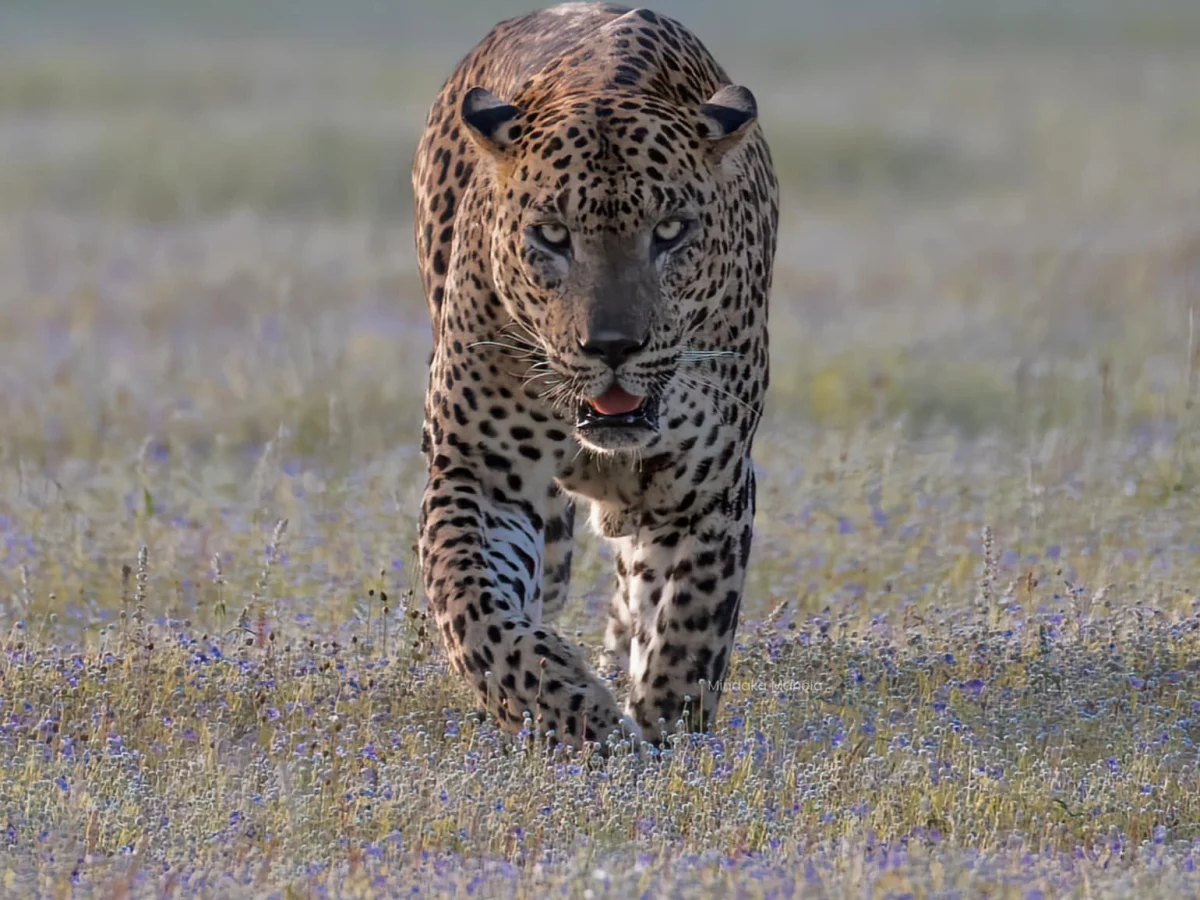 About Udawalawa Safari Tours