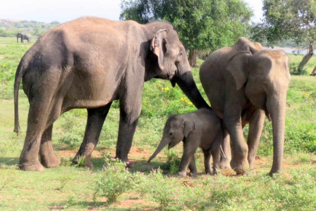 3-4 Hour Udawalawa Safari image 2