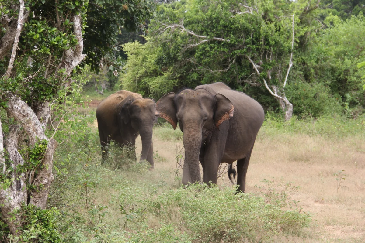 3-4 Hour Udawalawa Safari image 4
